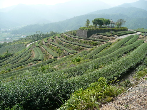 Tea Fields in Shangri La