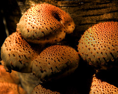 crawford lake 1: fungus amongus