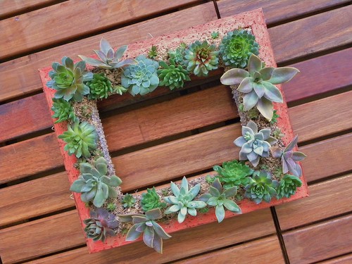Succulent topiary by evelynhoward