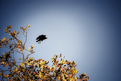october 31 2009 . crow