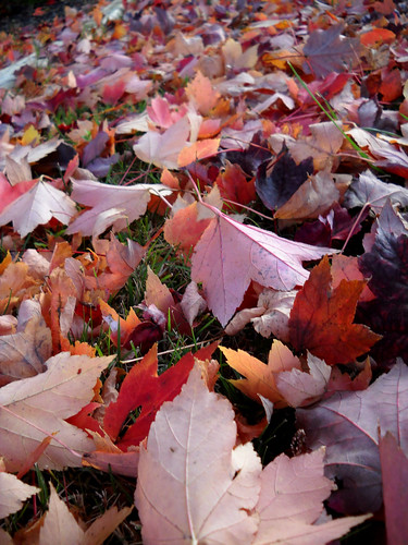Fall Leaves Covering the Ground