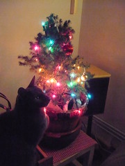 Cat and Christmas Tree 1