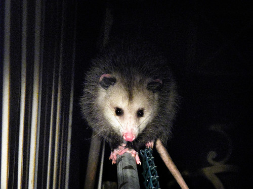 Willy The Opossum