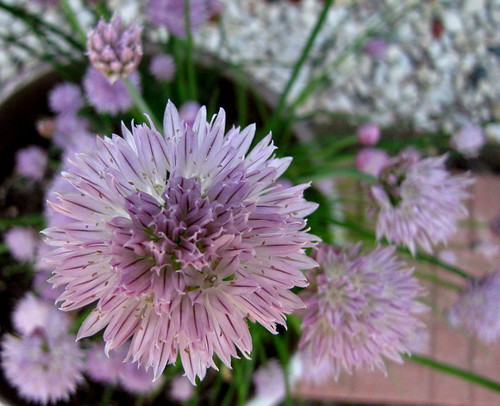 Chives flowers