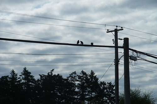crows on the line