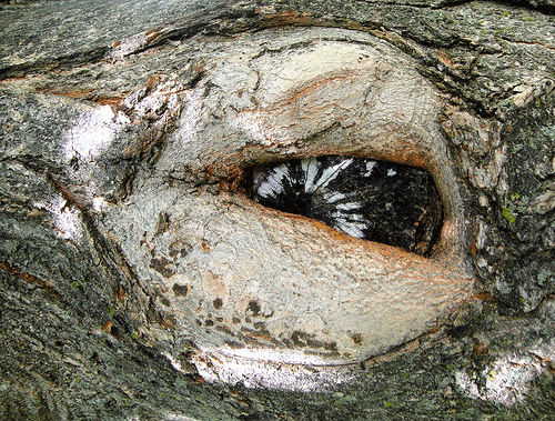 tree has eyes