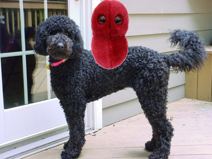 labradoodle and his virus.jpg