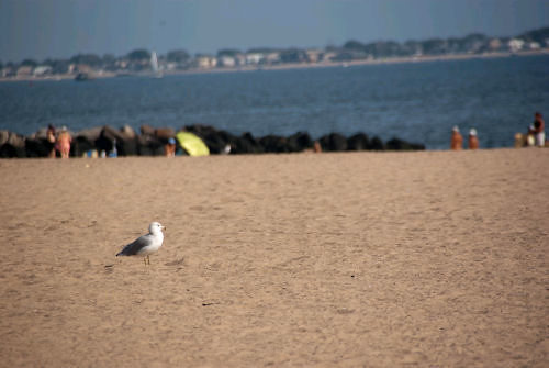 Seagull standing on Brighton Beach
