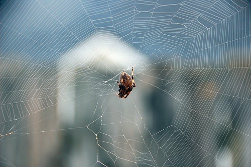 orb weaver spider at daybreak