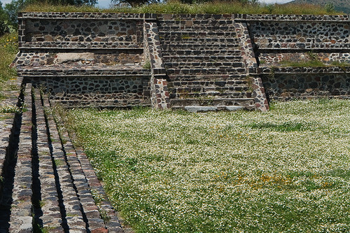 carpet of wildflowers amongst the pyramids - Teotihuacan, Mexico City