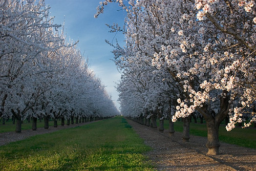 Almond orchards in bloom
