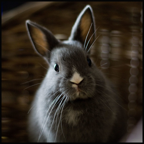 フリー画像|動物写真|哺乳類|小動物|兎/ウサギ|フリー素材|
