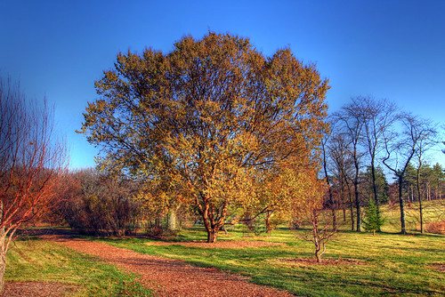 Lacebark Elm at Morton Arboretum
