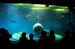 Manatee, Toba Aquarium