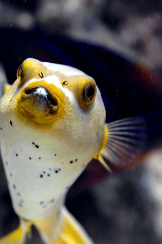 fish-dude-valencia