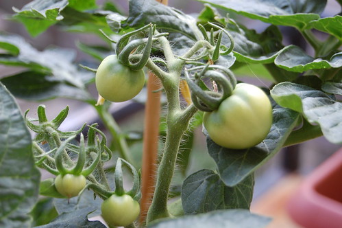 teeny-tiny tomatoes!