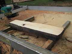 090809 Huon Pine log, partly sawn