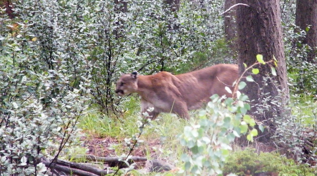 mountain lion (Banff NP)