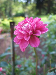 Pink Flower Bloom