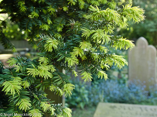 1000/458: 24 May 2011: Yew Tree by nmonckton