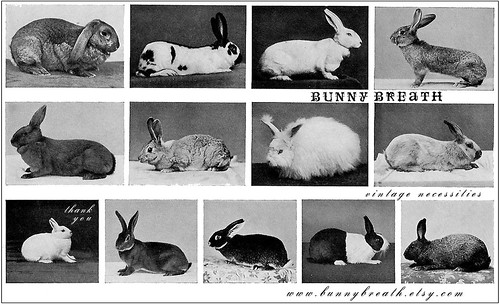 Bunny Breath // Thank You Card