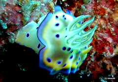 Nudibranch - Okinawa, Japan