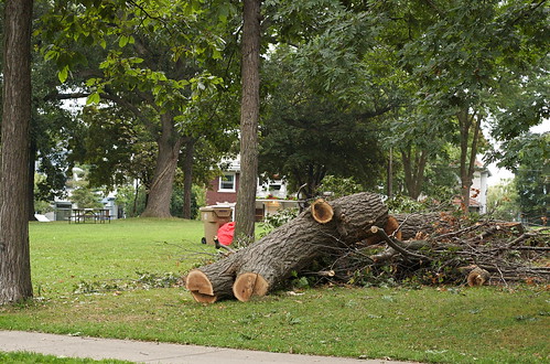Tree Down at Orton