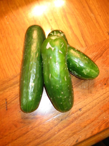 Late Cucumbers