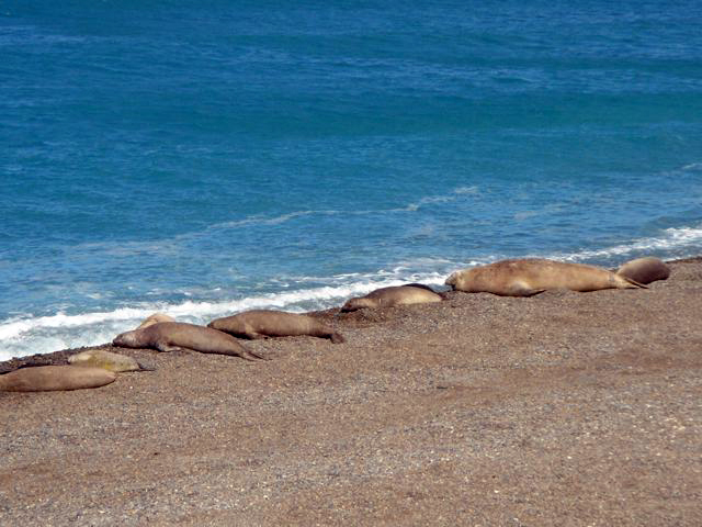 Elephant seals in Península Valdés