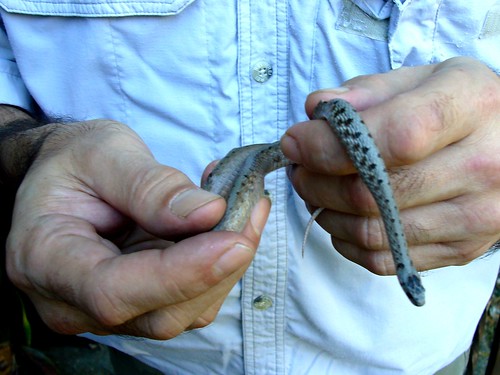 Legions on a Northern Brown Snake