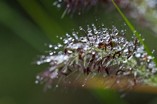 Droplets (by niklausberger)