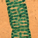 20031113_05k Micrograph - Spirogyra, a green alga (close-up)