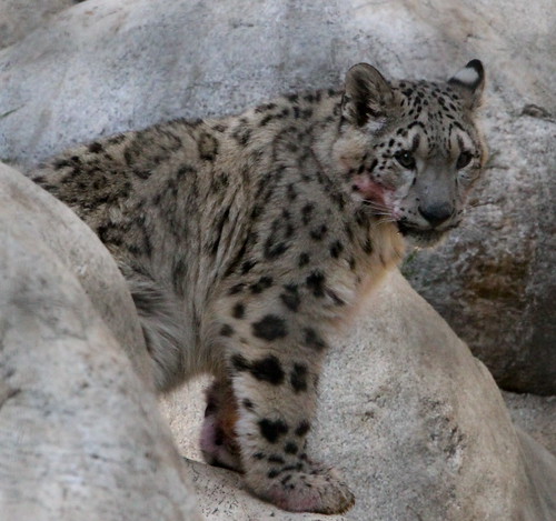  Snow leopard cubs face covered with coloring from his treat 