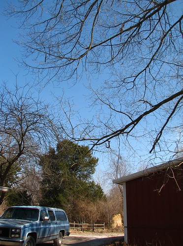 blue skies behind the oak tree