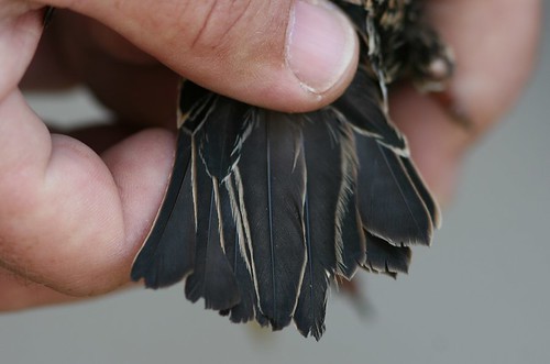 Starling tail