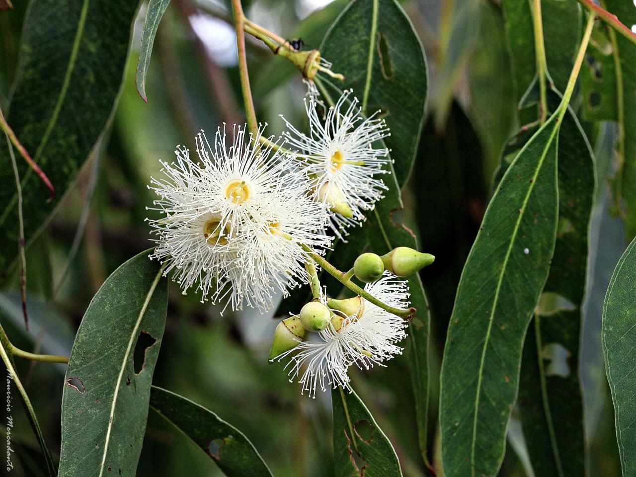 Eucalyptus image