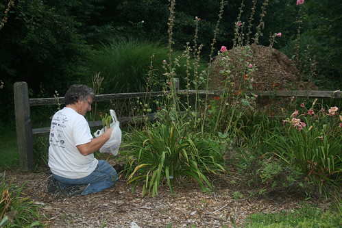 DH plants our new daylilies