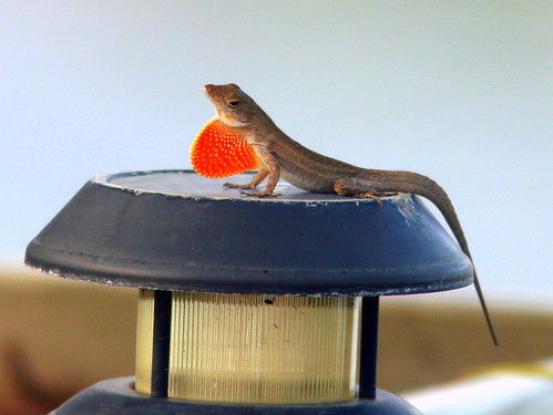 Brown Anole 20090829