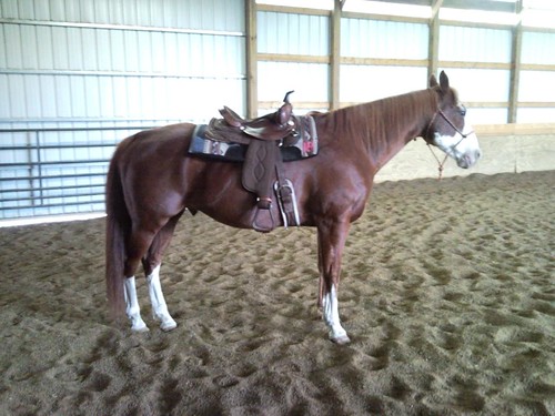 Cody tries out a low back saddle pad. His saddle is too far back though, gotta remember his breast collar.