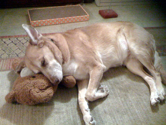 Una withTeddy Bear Pillow