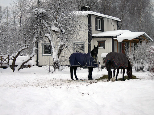 Images Of Horses In The Snow. Horses in the Snow