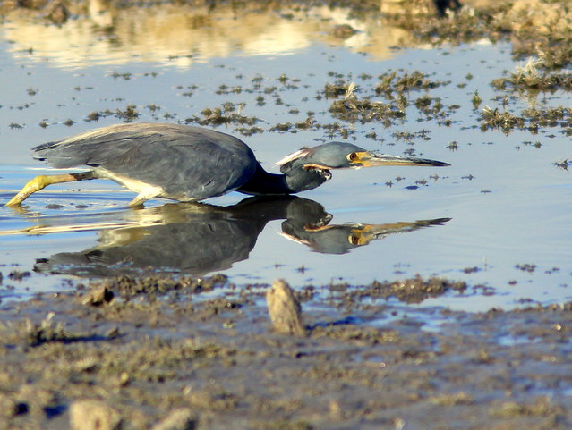 Tricolored Heron stalking a fish 20110602