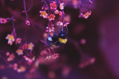 When the flower blooms, the bee comes uninvited by T-K-D