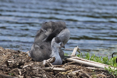 American Coot Young