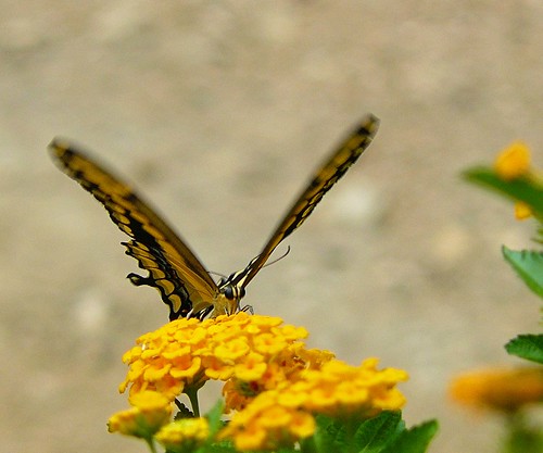 butterfly verbena 2