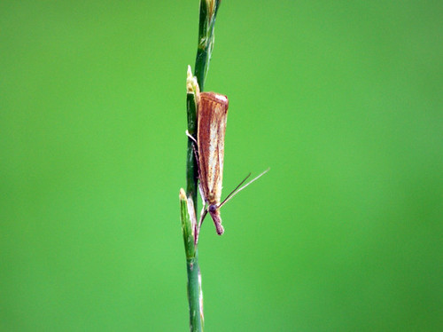 Garden Grass-Veneer (Chrysoteuchia culmella)
