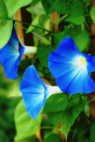 フリー画像|花/フラワー|朝顔/アサガオ|ブルー/花|フリー素材|