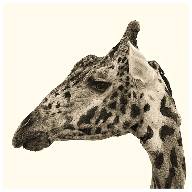 Portrait of a Giraffe by YYZDez