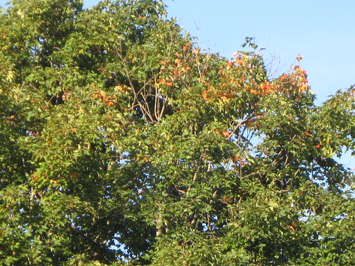 leaves are beginning to change in early Sept