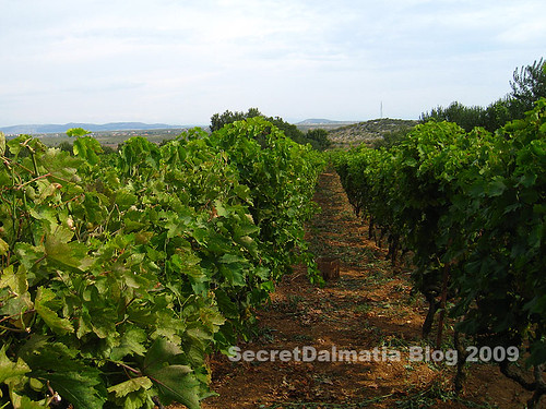 Typical Northern Dalmatian vineyard